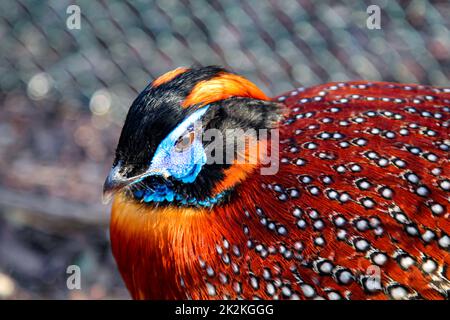 Ein Porträt eines Fasanenvogel, exotisches Huhn. Stockfoto