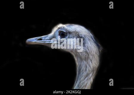 Porträt eines Nandu, der Nandu ist ein großer, flugloser Vogel. Stockfoto