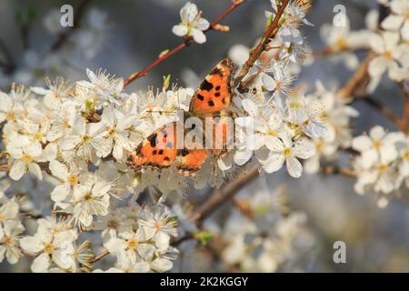 Der kleine Fuchs-Schmetterling auf den Blumen eines Obstbaums. Stockfoto