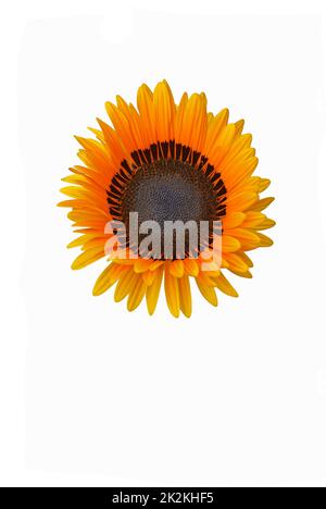 Nahaufnahme der Monarch-der-Veld-Blume Stockfoto