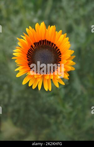 Nahaufnahme der Monarch-der-Veld-Blume Stockfoto