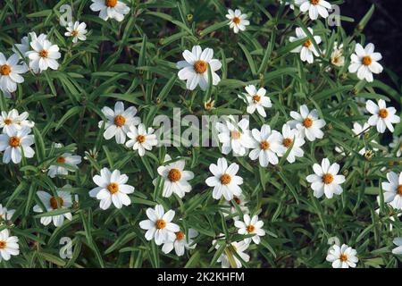 Nahaufnahme der sternenweißen Zinnienblüten Stockfoto