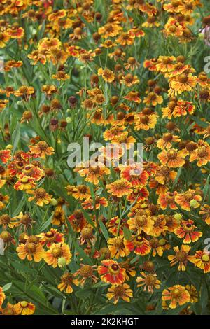 Nahaufnahme von Nasenblumenblüten Stockfoto