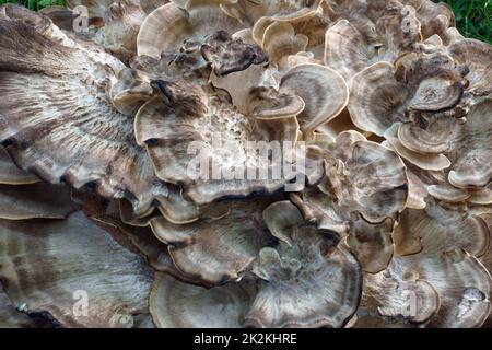 Nahaufnahme des Riesenpolyporenpilzes Stockfoto