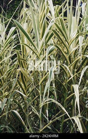 Bild von mehreren gestreiften Riesenschilfpflanzen Stockfoto