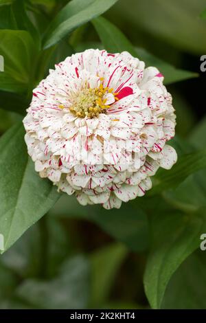 Nahaufnahme der Pfefferminzstäbchen-Zinnia-Blume Stockfoto