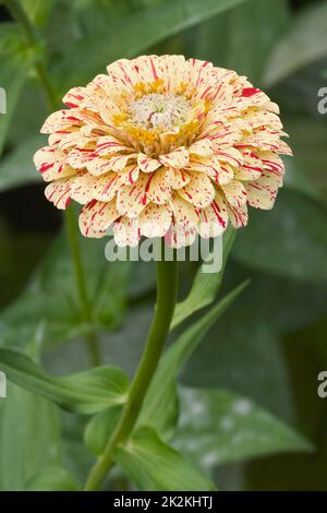 Nahaufnahme der Pfefferminzstäbchen-Zinnia-Blume Stockfoto