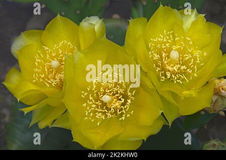 Nahaufnahme eines Teufelszungenkaktus in Blüte. Stockfoto