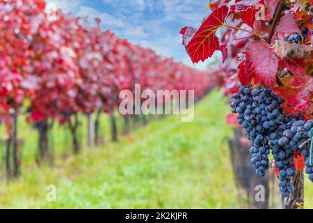 Blaue Trauben Alibernet im Herbst Weinberg, Südmähren, Tschechische Republik Stockfoto