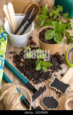 Minzkeimlinge in biologisch abbaubaren Töpfen in der Nähe von Gartengeräten. Gartenarbeit im Innenbereich, Keimung von Kräutersamen Stockfoto