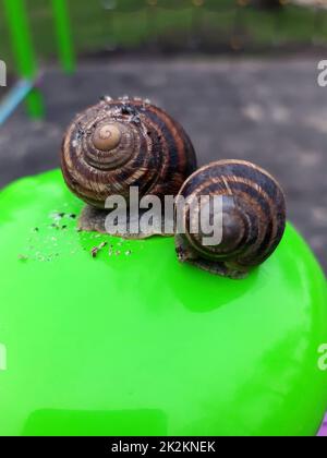 Traubenschnecken schließen sich Stockfoto