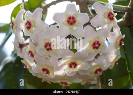 Detail der Blüten der Wachspflanze im Sonnenschein Stockfoto