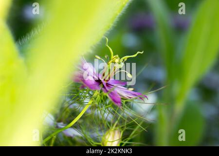 Schwarzes Kümmel - violett Stockfoto