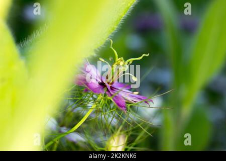 Schwarzes Kümmel - violett Stockfoto