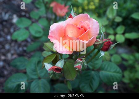 Schöne rosa Rose im Garten Stockfoto