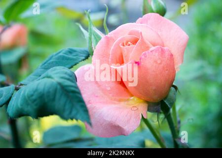 Schöne rosa Rose im Garten Stockfoto