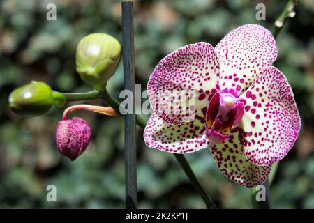 Eine Orchidee mit drei Knospen im Garten Stockfoto