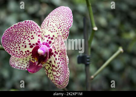 Eine Orchidee im Garten Stockfoto