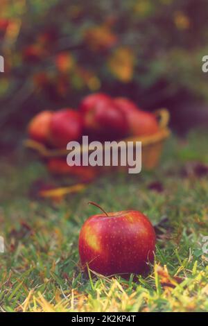 Korb mit roten Äpfeln im Freien im Herbst Stockfoto