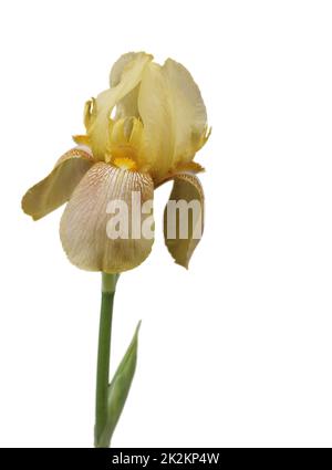 Gelbe Bärtige Iris in Blüte isoliert auf weißem Hintergrund Stockfoto