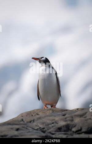 Gentoo Pinguin steht auf einem Felsschnabel Stockfoto