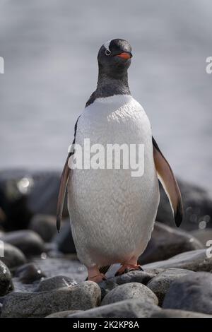 Gentoo Pinguin steht auf einer Kamera mit Blick auf den Felsen Stockfoto