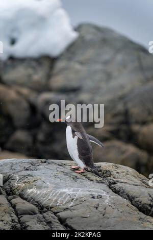 Gentoo-Pinguin steht auf Felsspinsen und hebt Flossen Stockfoto