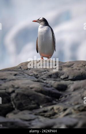 Gentoo Pinguin steht auf einem Felsen und schaut nach links Stockfoto