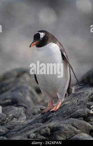 Gentoo Pinguin steht auf einem Felsen und schaut hinunter Stockfoto