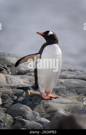 Gentoo Pinguin steht auf einem Felsen und dreht den Kopf Stockfoto