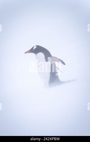 Gentoo Pinguin steht im Schneesturm auf Schnee Stockfoto