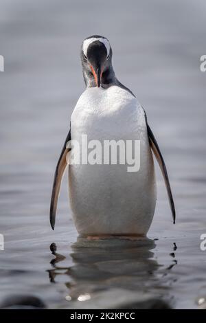 Gentoo-Pinguin steht in seichtem Wasser Stockfoto