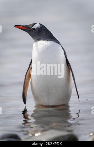 Gentoo Pinguin steht drehend Kopf in Untiefen Stockfoto