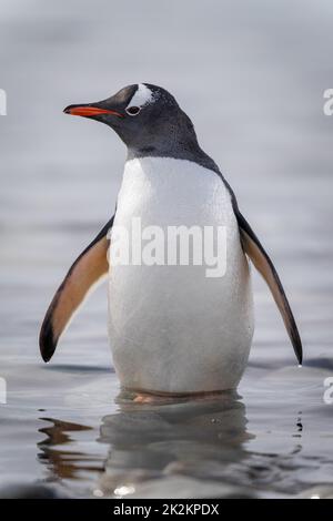 Gentoo-Pinguin steht mit dehnenden Flossen in Untiefen Stockfoto