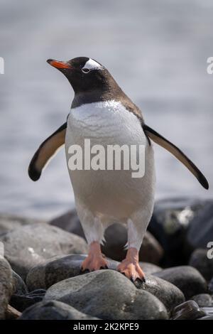 Gentoo Pinguin steht drehend auf Felsen Stockfoto