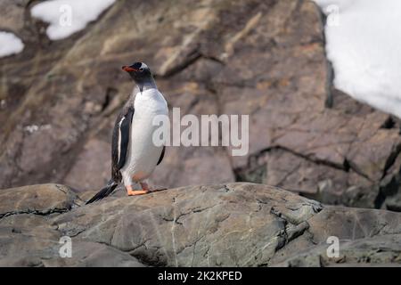 Gentoo Pinguin steht drehend Kopf auf Felsen Stockfoto