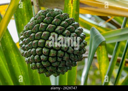 Frucht eines Pandanus utilis (Schraubpfanne) aus der Nähe Stockfoto