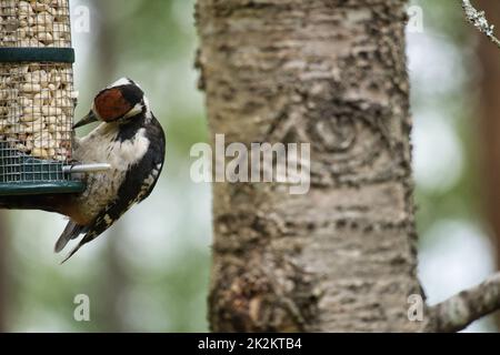 Buntspecht auf der Waldsuche auf einem Baum mit verschwommenem Hintergrund. Tier aus der Natur geschossen Stockfoto