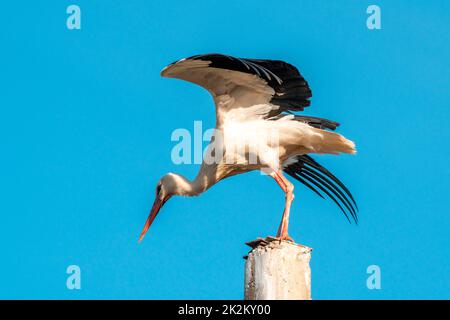 Storch startet Flug von elektrischen Mast Stockfoto