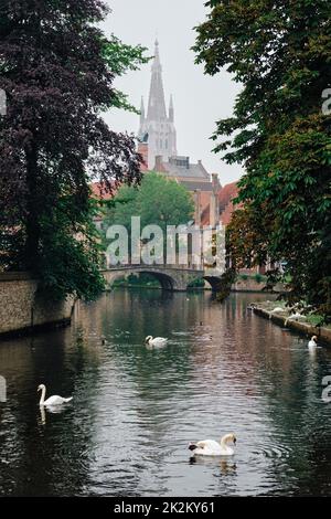 Brügger Kanal mit weißen Schwanen zwischen alten Bäumen mit der Kirche unserer Lieben Frau im Hintergrund. Brügge, Belgien Stockfoto