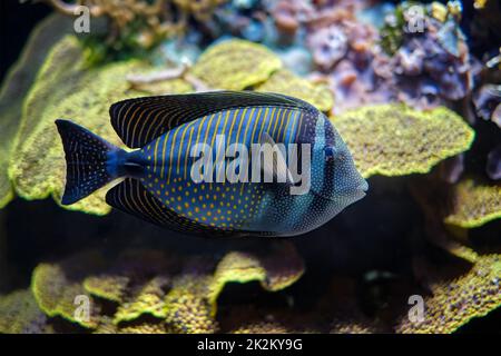 Rotes Meer Segelflossen-Tangfisch unter Wasser im Meer Stockfoto