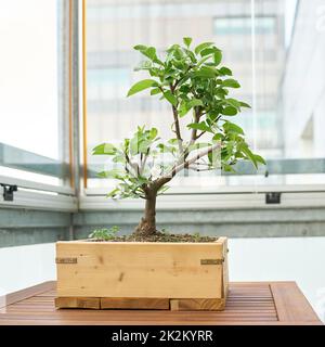 Apfelbaum als Bonsai auf einem Tisch auf einem Balkon in der Stadt Stockfoto