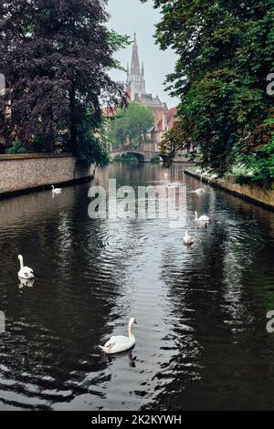 Brügger Kanal mit weißen Schwanen zwischen alten Bäumen mit der Kirche unserer Lieben Frau im Hintergrund. Brügge, Belgien Stockfoto