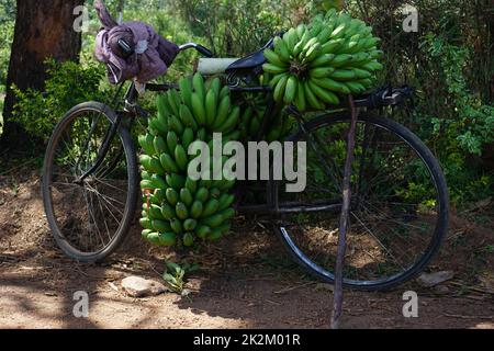 Altes rustikales Fahrrad, das für den Transport frisch geernteter Bananen verwendet wurde, Fort Portal Stockfoto