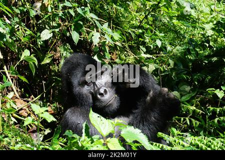 Augenkontakt mit einem Silberrücken-Berggorilla im Bwindi Impenetrable Forest Stockfoto