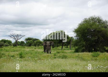 Ein einsamer afrikanischer Stier-Elefant, ein großes und wunderschönes Wesen Stockfoto