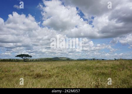 Das weite Buschland des Serengeti-Nationalparks Stockfoto