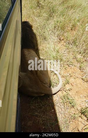 Einschüchternder Löwe, der sich in der Nähe unseres Autos versteckt, in seinem Schatten versteckt, Serengeti Stockfoto