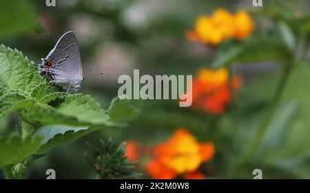 Grey Hairstreak Butterfly - Strymon melinus auf Lantana Blatt Stockfoto