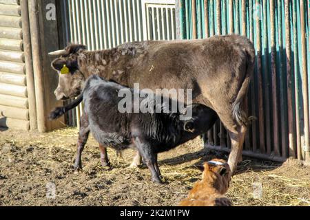 Auf einer Farm saugt eine Kuh ihr Kalb. Stockfoto